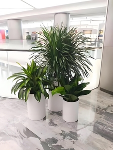 找寻海曙盆景租赁方案，焕新空间绿意浓